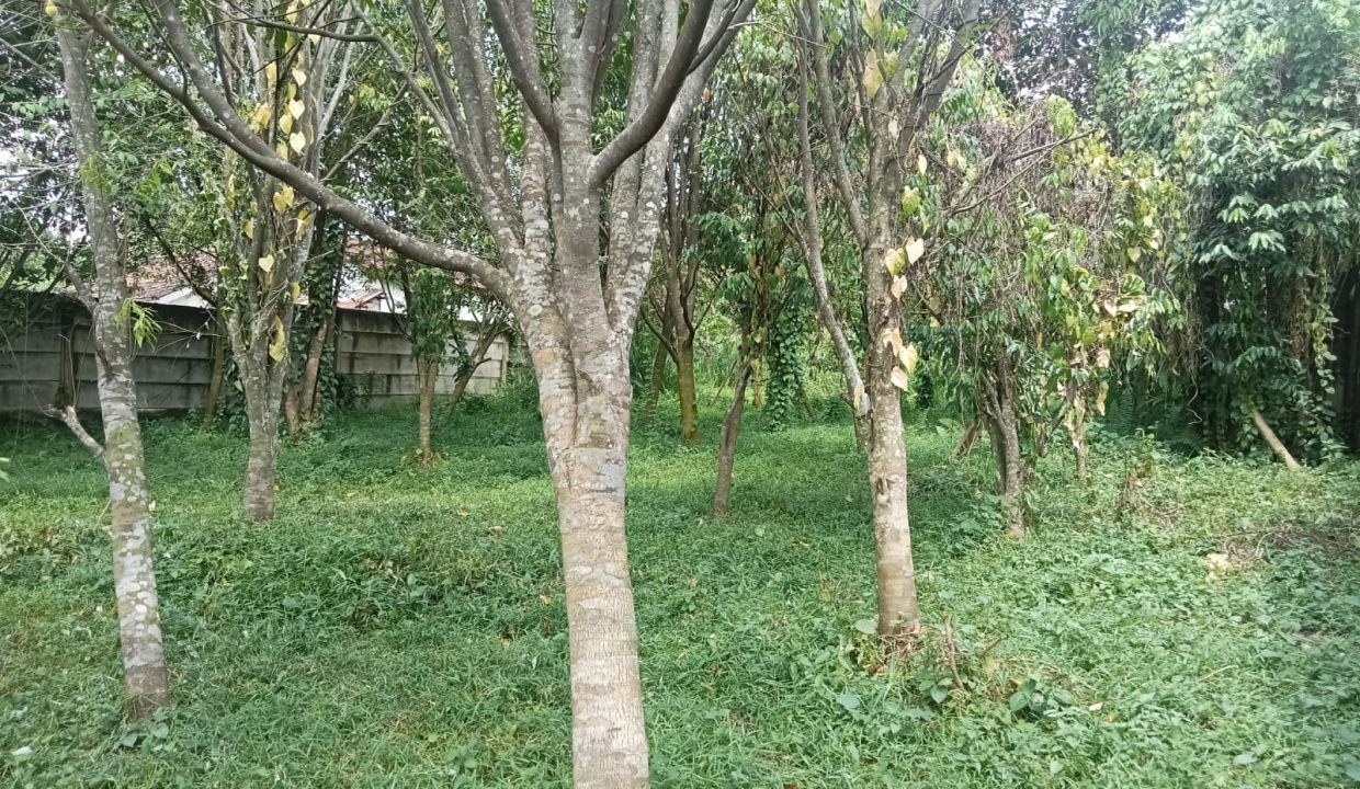 DIJUAL TANAH BONUS POHON GAHARU JALAN JEPANG KM 11 PALEMBANG (1)