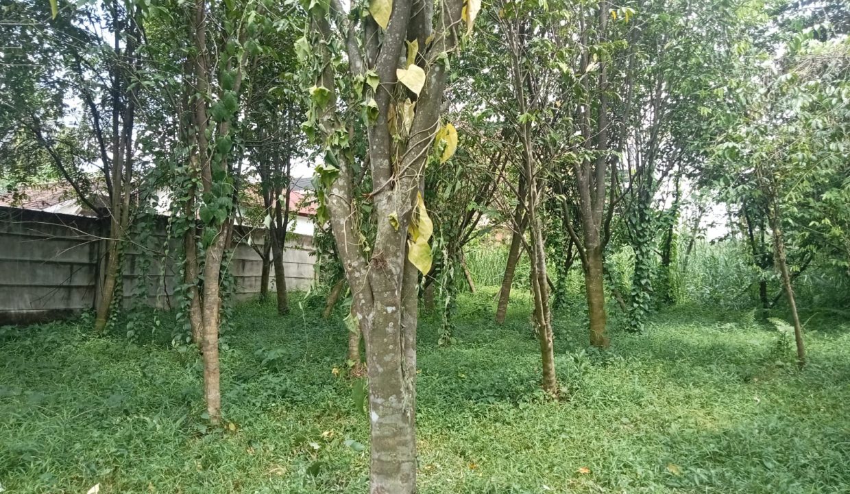 DIJUAL TANAH BONUS POHON GAHARU JALAN JEPANG KM 11 PALEMBANG (2)