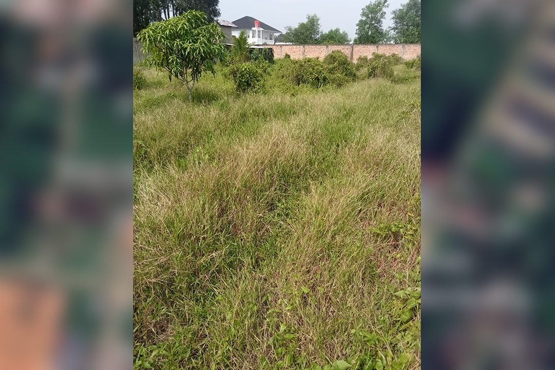 TANAH SEMATANG BORANG (3)
