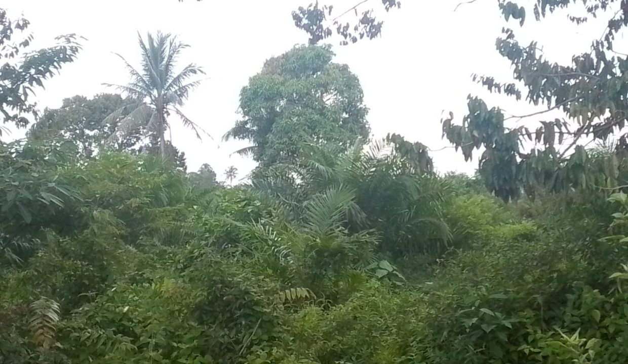 TANAH SEI SELINCAH KALIDONI PALEMBANG (2)