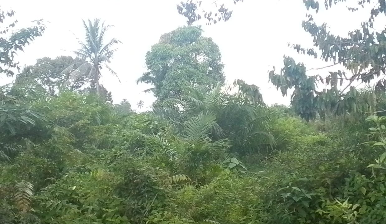 TANAH SEI SELINCAH KALIDONI PALEMBANG (3)