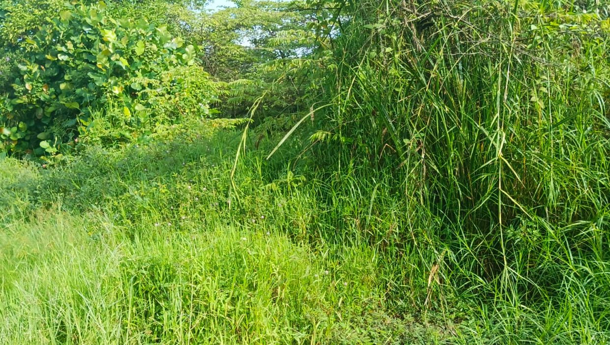 TANAH SRI MULYO SEMATANG BORANG PALEMBANG (2)