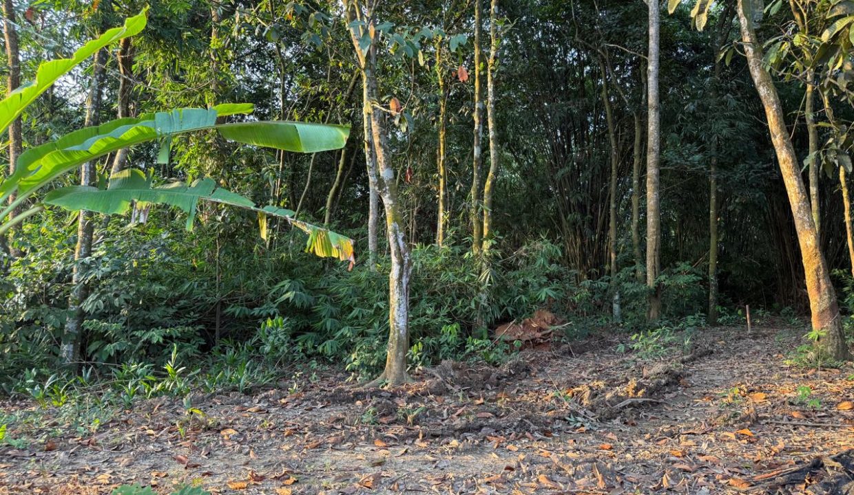 TANAH TANJUNG BARANGAN PALEMBANG (2)