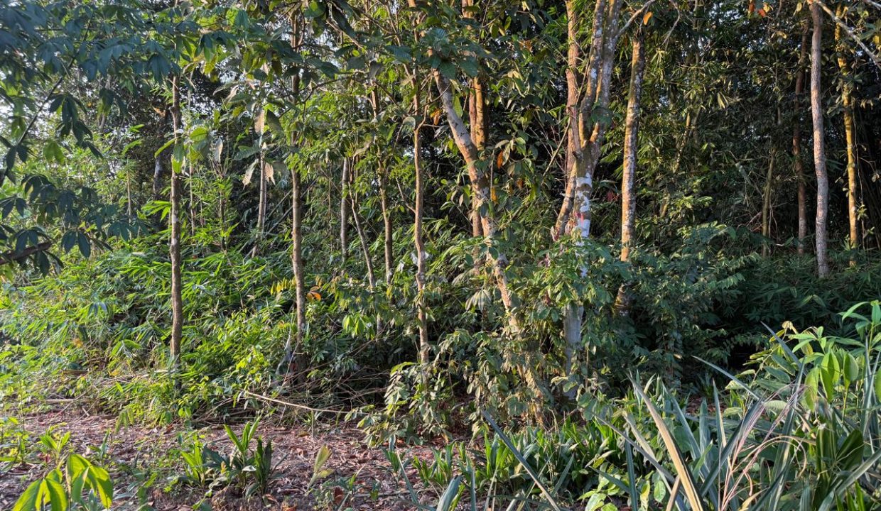 TANAH TANJUNG BARANGAN PALEMBANG (4)