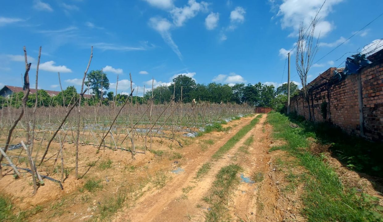 DIJUAL TANAH 6 HEKTAR SUKAMORO KM 18 BANYUASIN (2)