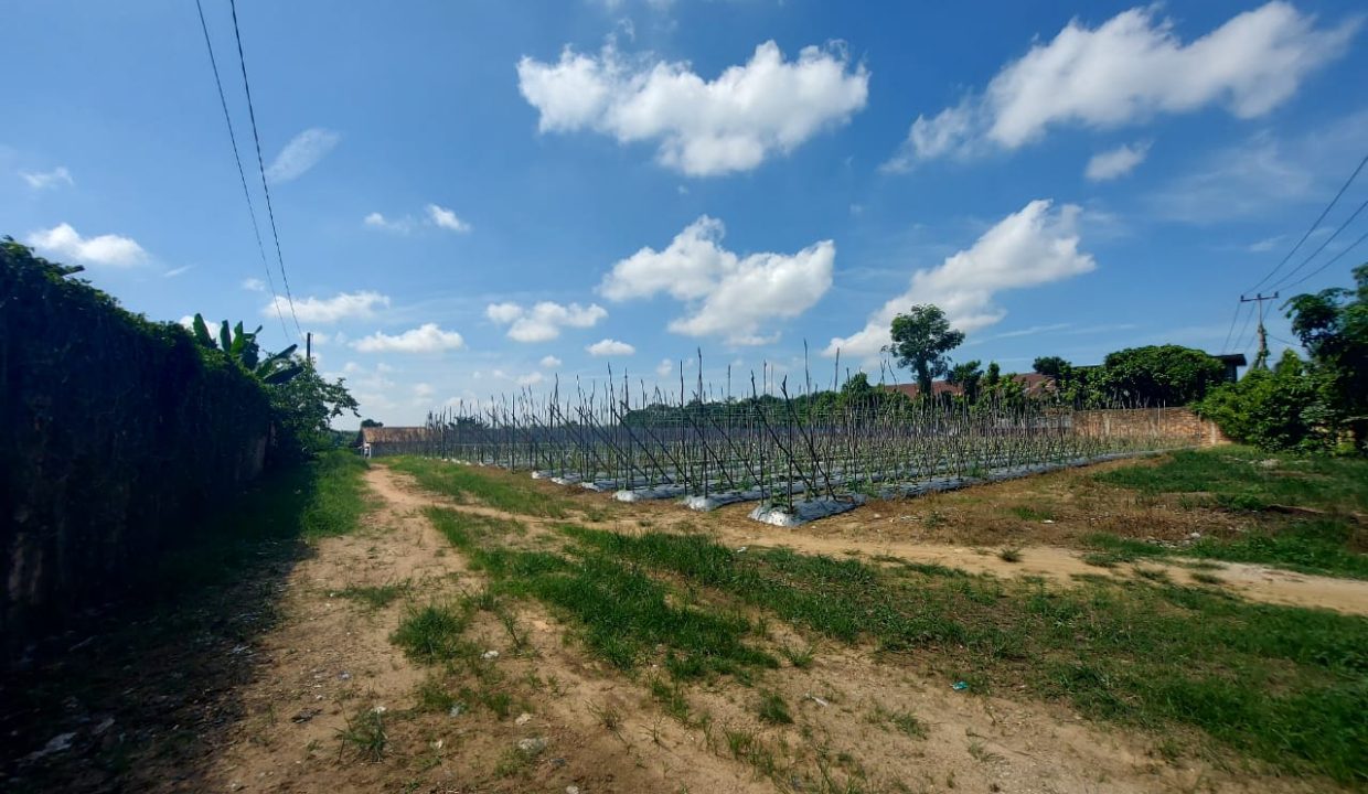 DIJUAL TANAH 6 HEKTAR SUKAMORO KM 18 BANYUASIN (7)
