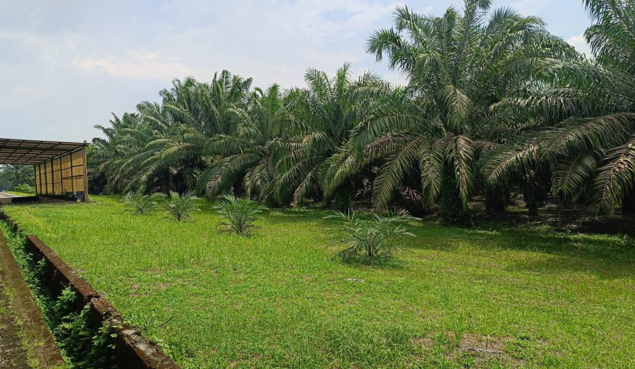 DIJUAL TANAH EX PABRIK LUBUK LANCANG KM 52 PALEMBANG JAMBI (14)