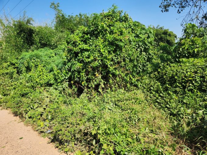 DIJUAL LAHAN LUAS LUBUK LANCANG DESA BIYUKU BANYUASIN