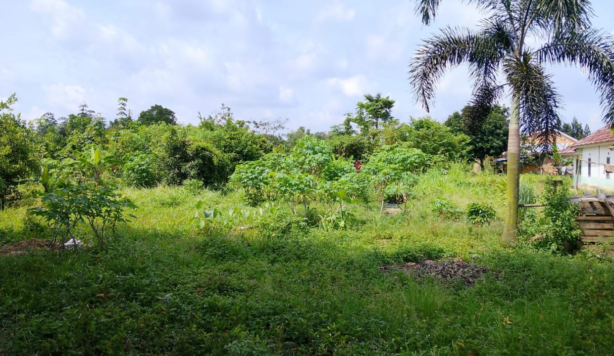 DIJUAL TANAH TALANG BETUTU (1)