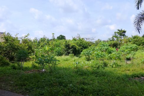 DIJUAL TANAH TALANG BETUTU (1)