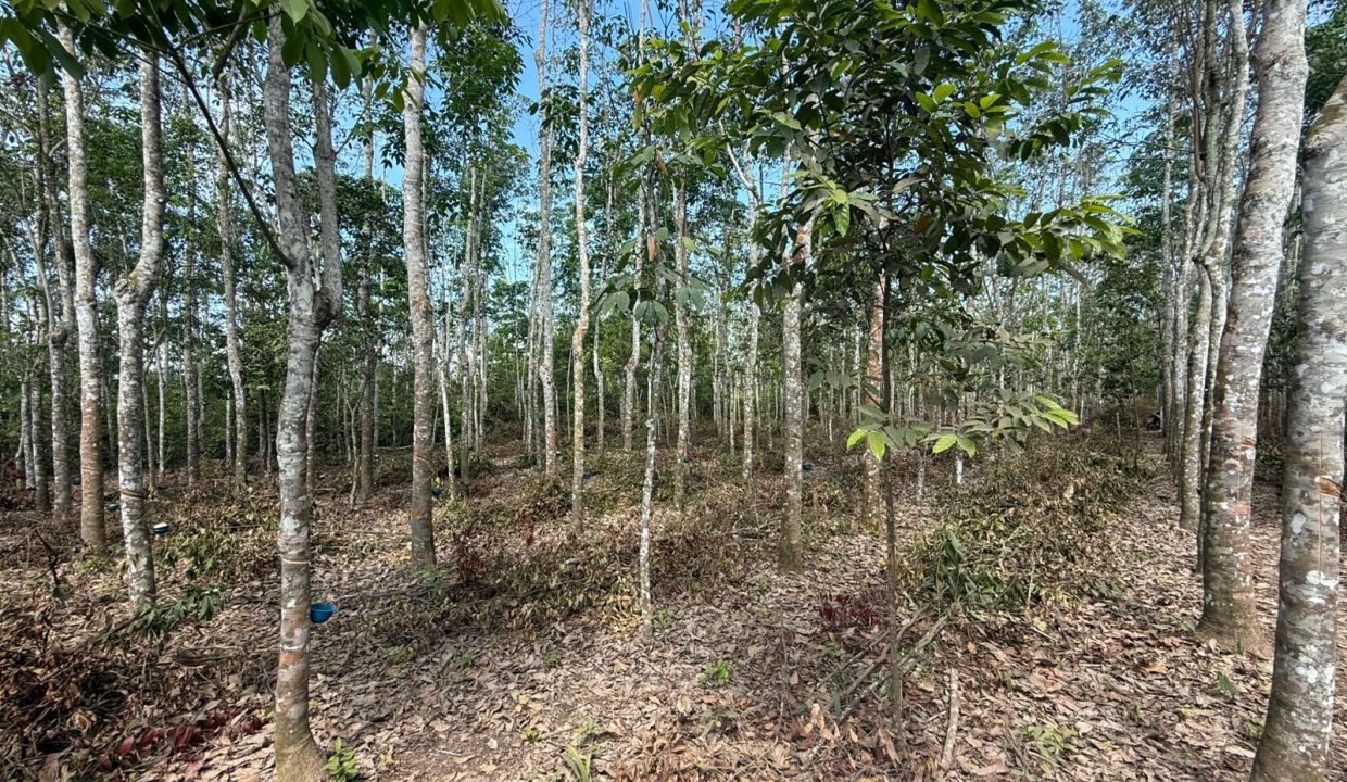DIJUAL TANAH INDRALAYA UTARA (2)