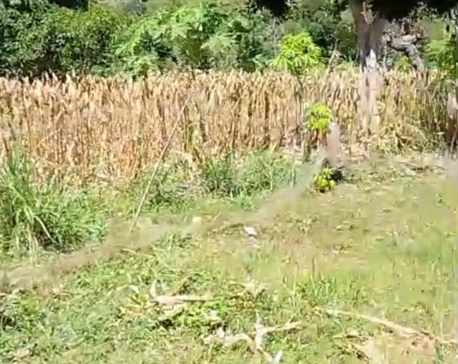 DIJUAL TANAH NUSA PENIDA BALI (3)