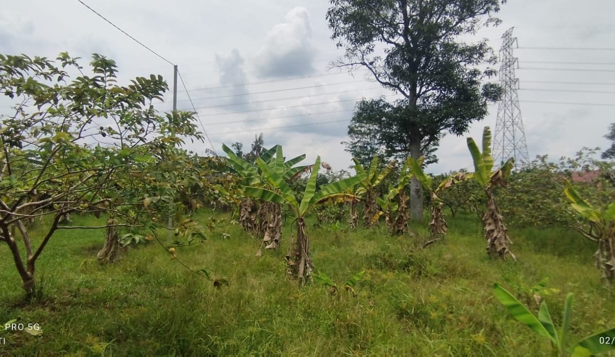 DIJUAL TANAH TALANG JAMBE PALEMBANG (6)