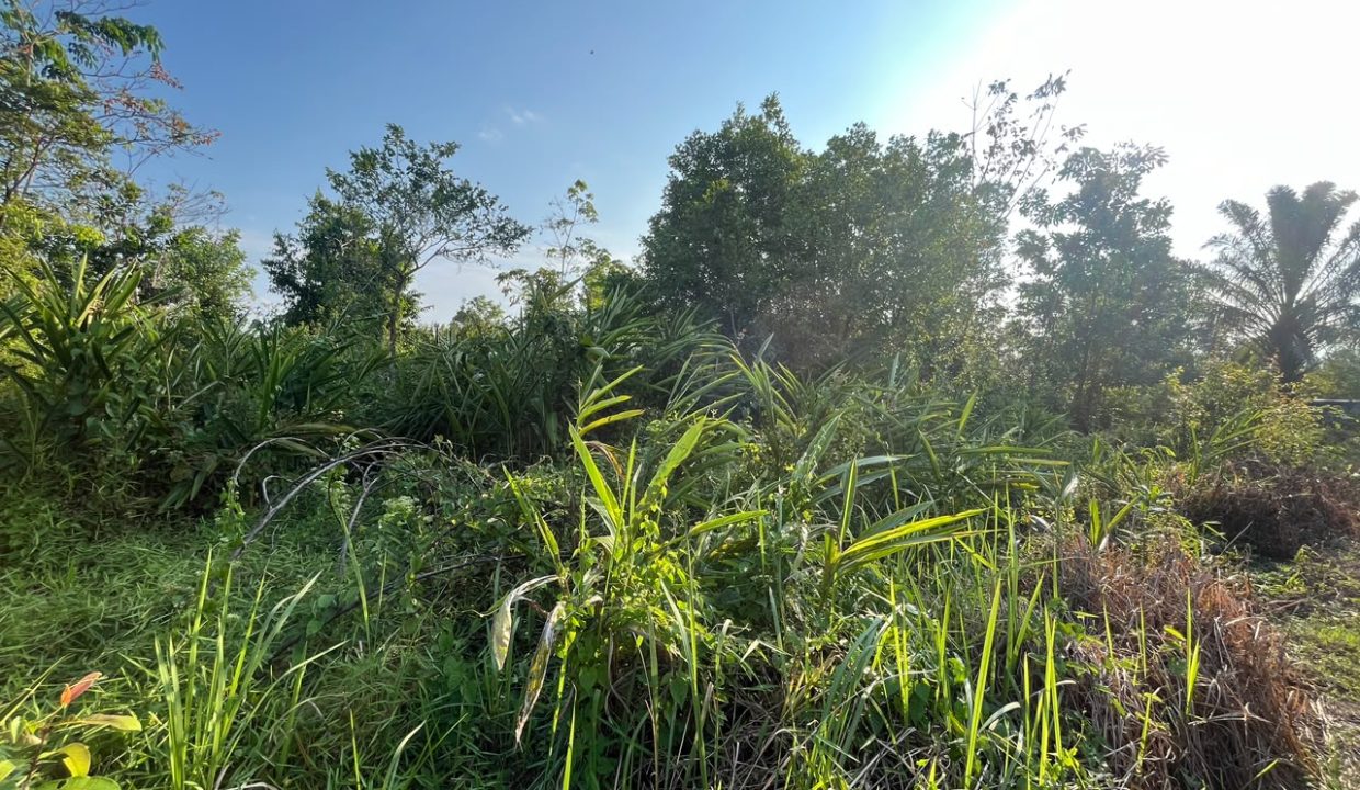 DIJUAL TANAH SOAK BATOK PALEMBANG (5)