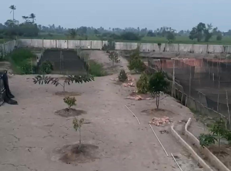 DIJUAL LAHAN KEBUN DUREN KALIDONI PALEMBANG (4)